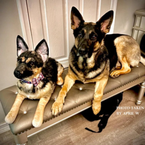 Custom Cats Dogs stuffed animals, custom pet plush,realistic dog cat personalized plush gift pet lover,Pet memorial gifts